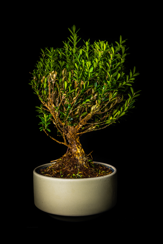 Bonsai - Tiny but beautiful