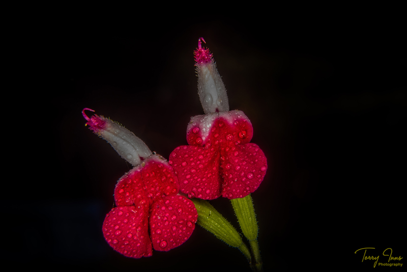 Small but beautiful